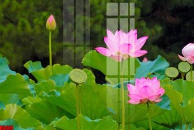 Download file file tranh in treo tường file decor tổng hợp R3424 (gốc) in mica bàn thờ