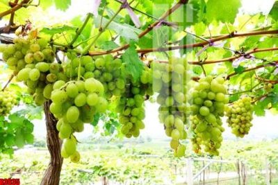 Download file gốc file tranh in treo tường file decor tổng hợp R3635 (in mica) trang trí