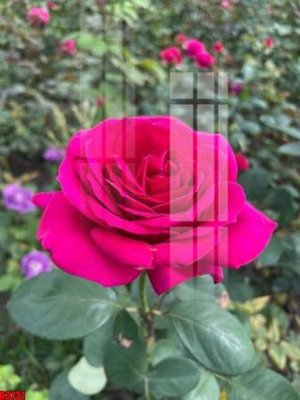 File gốc file tranh in treo tường file decor tổng hợp R3731 (in lụa) cao cấp