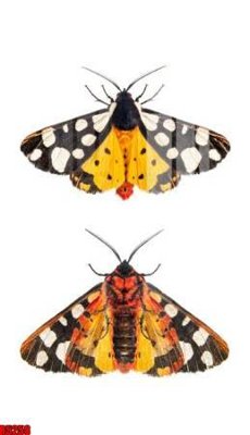 File gốc file tranh in treo tường file decor tổng hợp R5258 (cho in UV) siêu nét