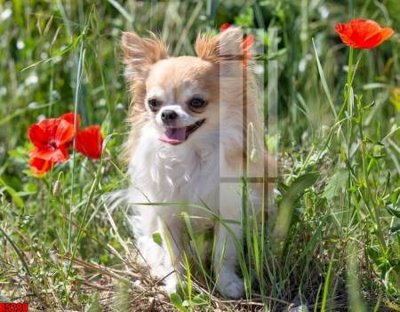 File in trần file tranh in treo tường file decor tổng hợp R5290 (bản gốc) mây trời