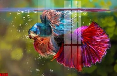 File tranh gốc file tranh in treo tường file decor tổng hợp R5310 (bản quyền) file PSD