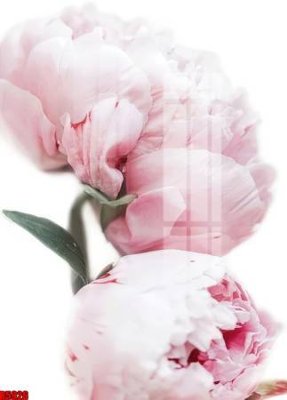 Tải file tranh file tranh in treo tường file decor tổng hợp R5926 (gốc) tại Filetranh.com