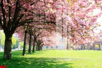 File gốc file tranh in treo tường file decor tổng hợp R5977 (in lụa) tranh mã đáo