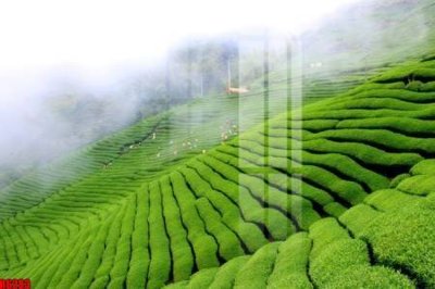 File tranh file tranh in treo tường file decor tổng hợp R6283 (gốc) phong cách tối giản