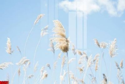 Tải file gốc file tranh in treo tường file decor tổng hợp R6631 (in tráng gương) cao cấpFile gốc file tranh in treo tường file decor tổng hợp R6631 (in ấn) phiên bản độc quyền