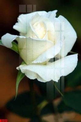 File tranh file tranh in treo tường file decor tổng hợp R7272 (ảnh gốc) in trần xuyên sáng