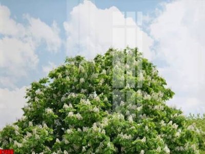 File in ấn file tranh in treo tường file decor tổng hợp R7466 (bản gốc) từ file gốc