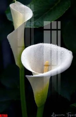 Mua file gốc file tranh in treo tường file decor tổng hợp R7769 (chất lượng) tại Filetranh.com