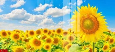 File gốc file tranh in treo tường file decor tổng hợp R7805 (thiết kế) độc quyền