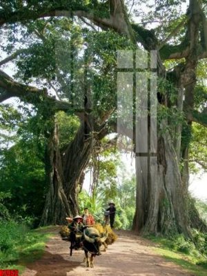 File gốc file tranh in treo tường file decor tổng hợp R7952 (in lụa) hoa văn cổ điển