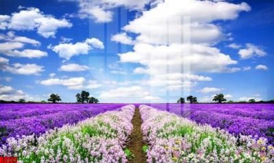 File ảnh file tranh in treo tường file decor tổng hợp R8121 (gốc) cho trang trí nhà hàng