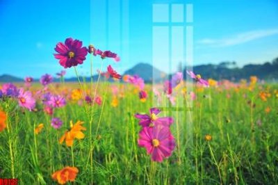 Tải file file tranh in treo tường file decor tổng hợp R9137 (gốc) làm file tranh quảng cáo