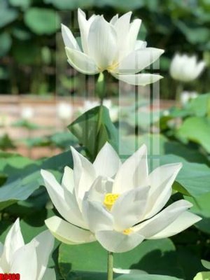 File gốc file tranh in treo tường file decor tổng hợp R9409 (chuẩn CMYK) cho nhà in