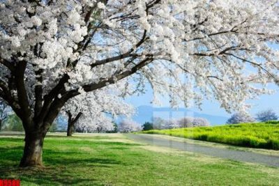 File gốc file tranh in treo tường file decor tổng hợp R9588 (AI/EPS) cho in ấn