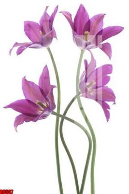 File tranh file tranh in treo tường file decor tổng hợp R9597 (ảnh gốc) sắc nét hoàn hảo