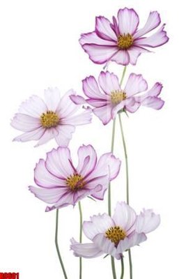 File ảnh file tranh in treo tường file decor tổng hợp R9601 (gốc) dùng in Pano