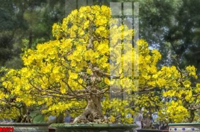 Download file file tranh in treo tường file decor tổng hợp R9621 (gốc) in mica cao cấp