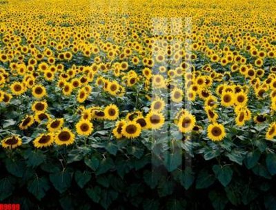 File tranh file tranh in treo tường file decor tổng hợp R9699 (ảnh gốc) độ nét vượt trội