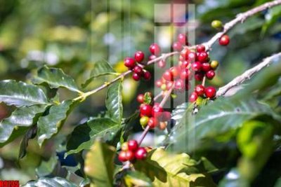 File tranh file tranh in treo tường file decor tổng hợp R9735 (ảnh gốc) sắc nét hoàn hảo