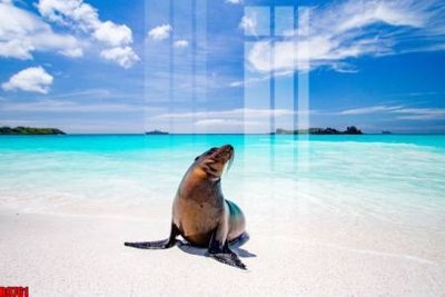 Tải file gốc file tranh in treo tường file decor tổng hợp R9761 (in khổ lớn) không vỡ