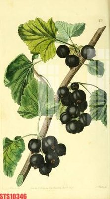 Ảnh gốc Tranh sơn dầu phương tây tổng hợp STS10346 (siêu chi tiết) để in ấn