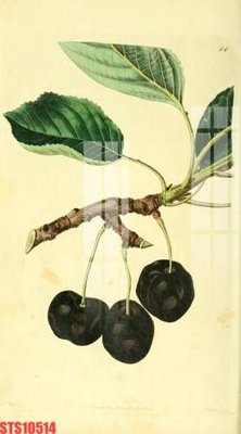 File tranh Tranh sơn dầu phương tây tổng hợp STS10514 (ảnh gốc) in trần xuyên sáng