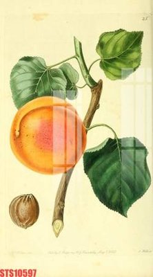 Tải file Tranh sơn dầu phương tây tổng hợp STS10597 (gốc) in trên mọi chất liệu