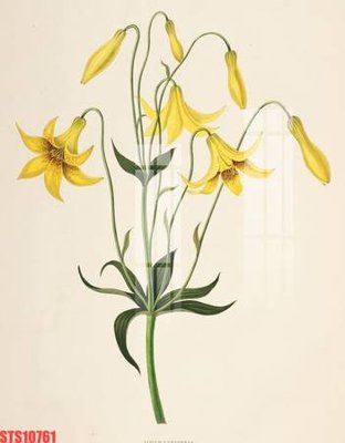 File PSD Tranh sơn dầu phương tây tổng hợp STS10761 (bản gốc) đã tách nền