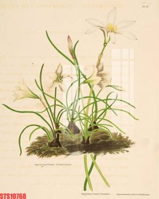 File in trần Tranh sơn dầu phương tây tổng hợp STS10768 (bản gốc) mây trời