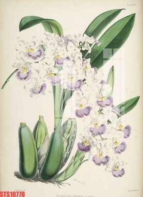 Tải file Tranh sơn dầu phương tây tổng hợp STS10778 (gốc) in trên mọi chất liệu