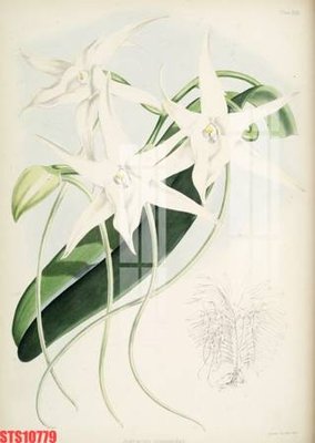 File gốc Tranh sơn dầu phương tây tổng hợp STS10779 (ảnh chi tiết) để in lụa