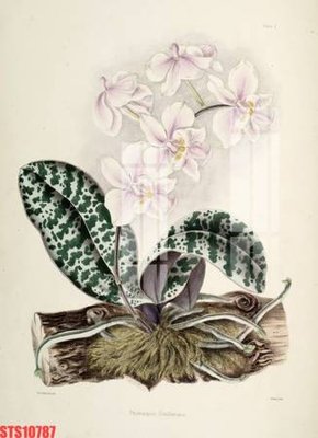 File ảnh Tranh sơn dầu phương tây tổng hợp STS10787 (gốc) dùng in Pano