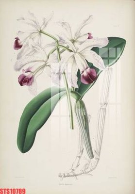 Tải file Tranh sơn dầu phương tây tổng hợp STS10789 (gốc) làm tranh trang trí