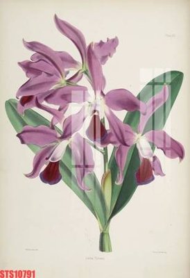 File gốc Tranh sơn dầu phương tây tổng hợp STS10791 (phong cách) tối giản