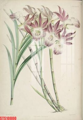 File gốc Tranh sơn dầu phương tây tổng hợp STS10800 (cho in UV) siêu nét