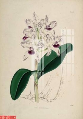 Tải file gốc Tranh sơn dầu phương tây tổng hợp STS10802 (in khổ lớn) quảng cáo