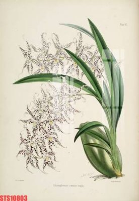 File tranh Tranh sơn dầu phương tây tổng hợp STS10803 (gốc) chủ đề thành phố