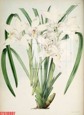 Ảnh gốc Tranh sơn dầu phương tây tổng hợp STS10807 (độ nét cao) in mica