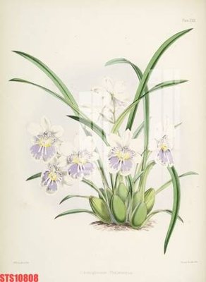 File gốc Tranh sơn dầu phương tây tổng hợp STS10808 (dành cho quảng cáo)