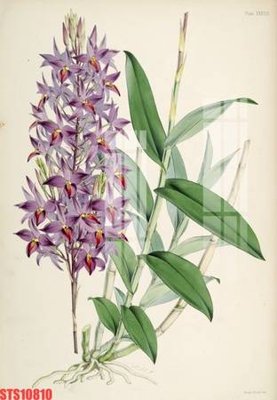 File tranh quảng cáo Tranh sơn dầu phương tây tổng hợp STS10810 (file gốc) chuyên nghiệp