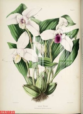 File tranh Tranh sơn dầu phương tây tổng hợp STS10813 (ảnh gốc) cho in ấn kỹ thuật số