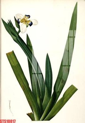 Tệp tin gốc Tranh sơn dầu phương tây tổng hợp STS10817 (dùng cho in ấn) chuyên nghiệp