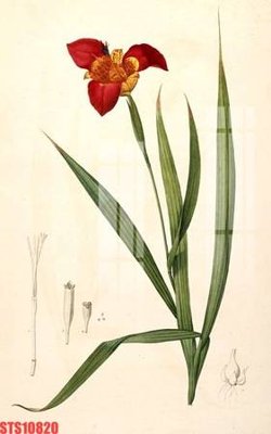 Tải file Tranh sơn dầu phương tây tổng hợp STS10820 (PSD) cho in ấn quảng cáo