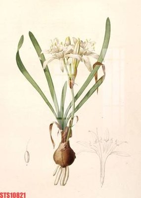 File gốc Tranh sơn dầu phương tây tổng hợp STS10821 (in tráng gương) sang trọng