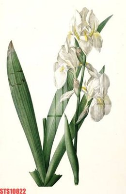 File tranh quảng cáo Tranh sơn dầu phương tây tổng hợp STS10822 (file gốc) chuyên nghiệp