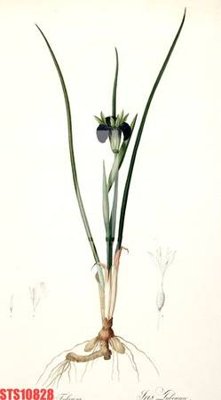 File gốc Tranh sơn dầu phương tây tổng hợp STS10828 cho in ấn và thiết kế