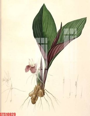 File tranh Tranh sơn dầu phương tây tổng hợp STS10829 (gốc) in film