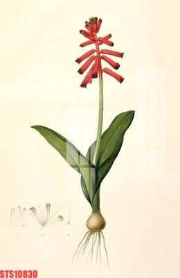 Tải file Tranh sơn dầu phương tây tổng hợp STS10830 (ảnh gốc) in gạch men