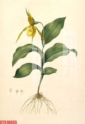 Tải file gốc Tranh sơn dầu phương tây tổng hợp STS10835 (in bạt) quảng cáo